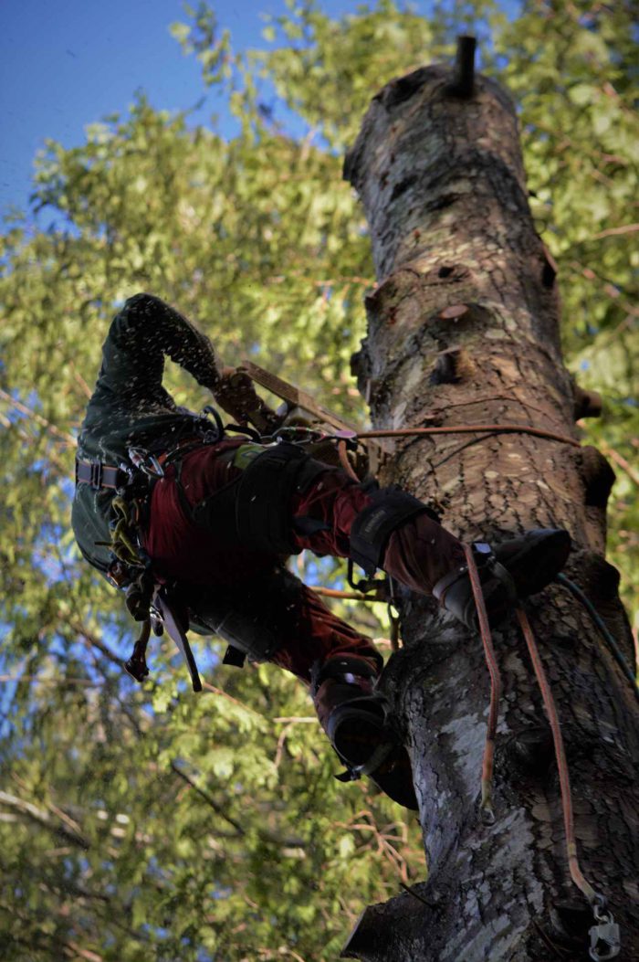 Gallery | ArborGreen Tree Care