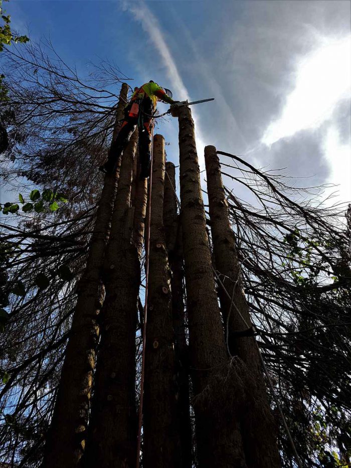 Gallery | ArborGreen Tree Care