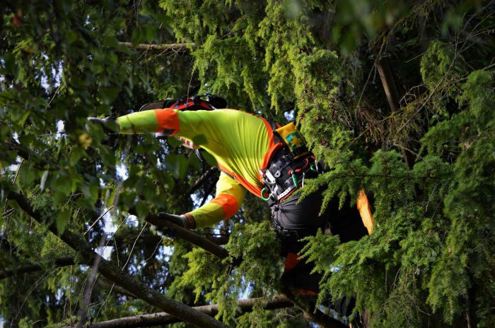 Gallery | ArborGreen Tree Care