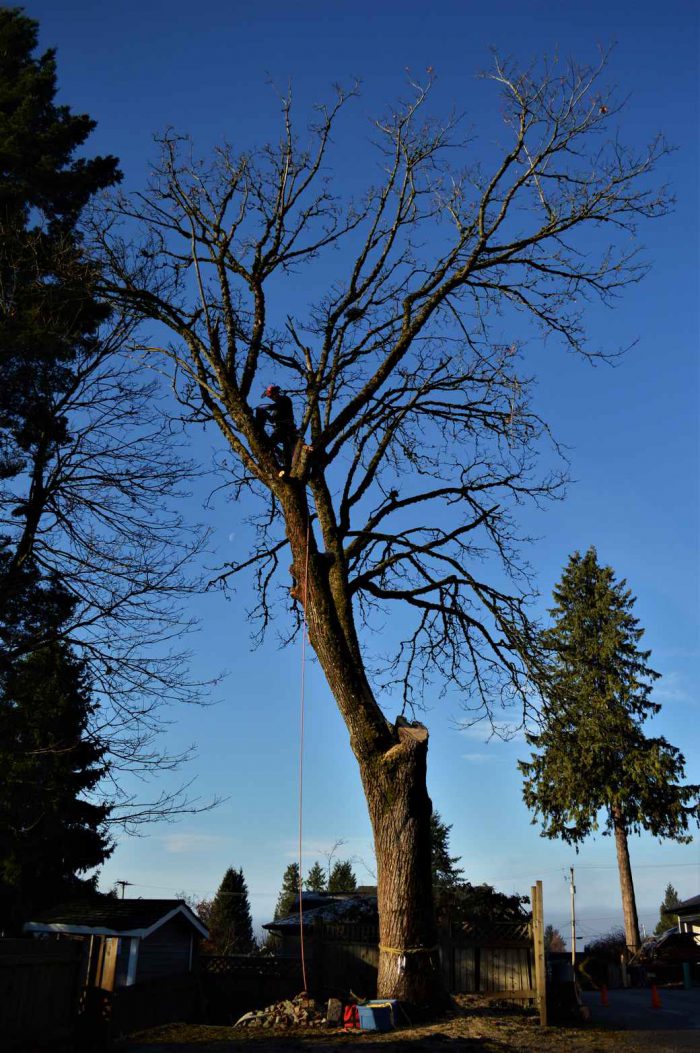 G A L L E R Y | ArborGreen Tree Care | Arborist and Tree Services ...