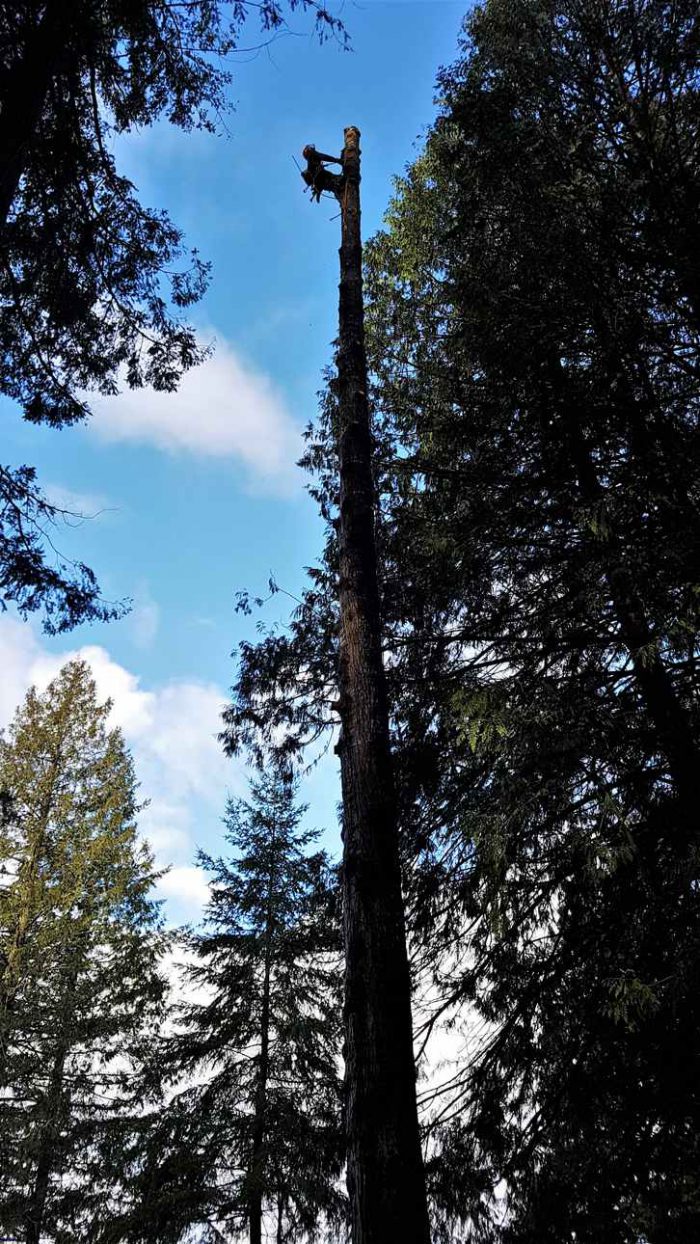 G A L L E R Y | ArborGreen Tree Care | Arborist and Tree Services ...