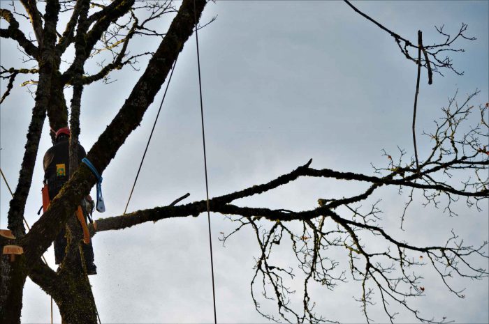 Gallery | ArborGreen Tree Care