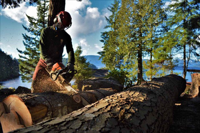 G A L L E R Y | ArborGreen Tree Care | Arborist and Tree Services ...