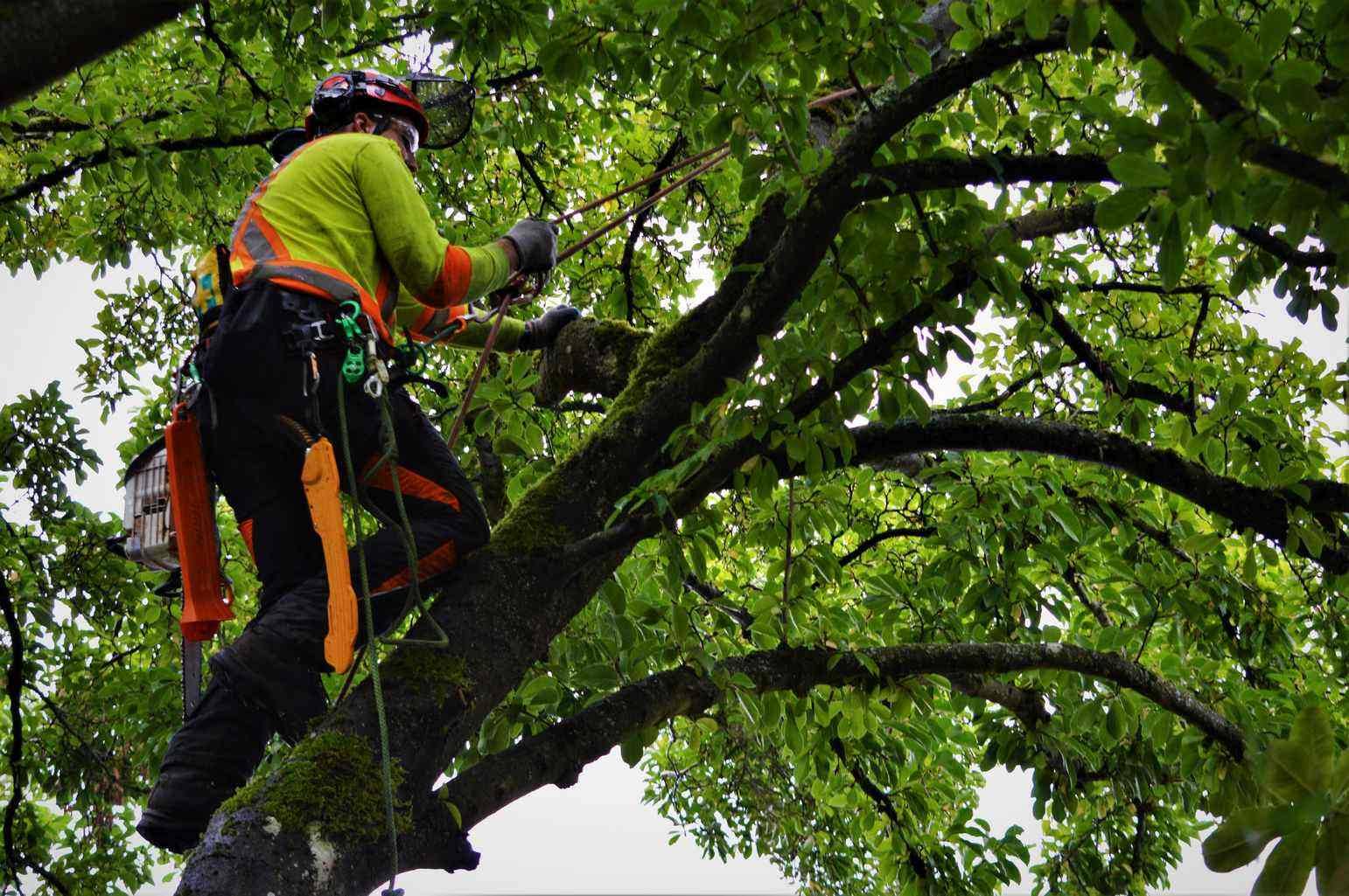 tree removal in Chilliwack