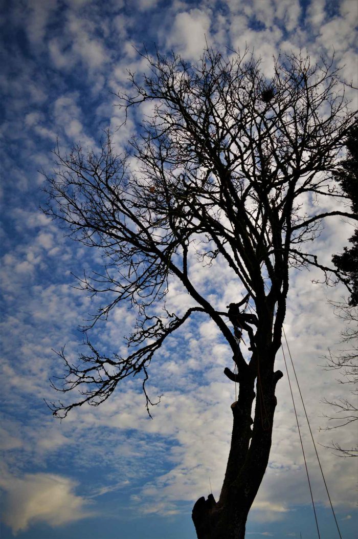 G A L L E R Y | ArborGreen Tree Care | Arborist and Tree Services ...