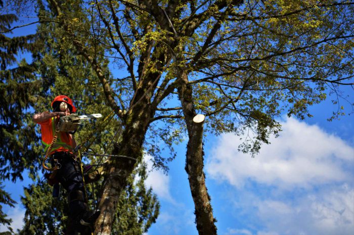 G A L L E R Y | ArborGreen Tree Care | Arborist and Tree Services ...