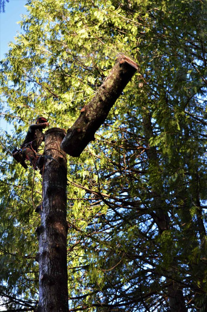 Gallery | ArborGreen Tree Care