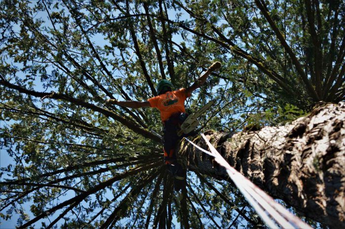 Gallery | ArborGreen Tree Care