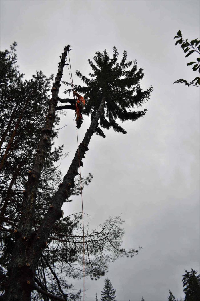 G A L L E R Y | ArborGreen Tree Care | Arborist and Tree Services ...