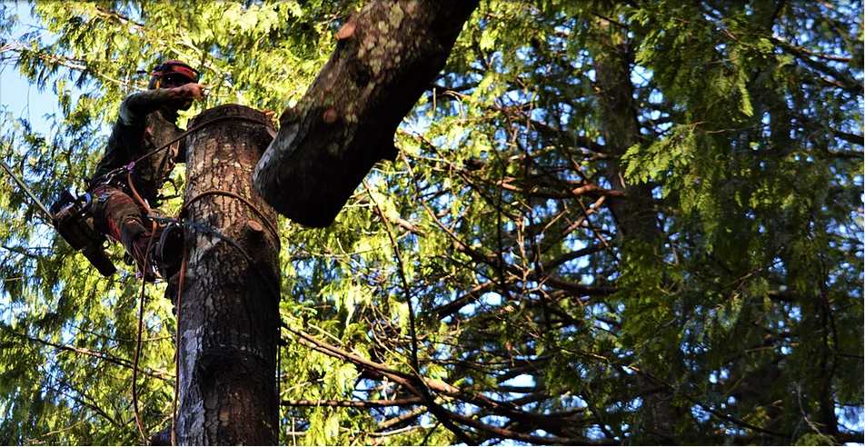 An arborist up in a tree performing a tree removal.