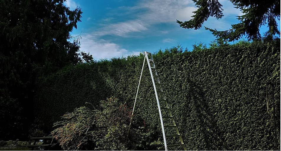 A ladder in front of a tall hedge in need of hedge trimming services from Arbor Green Tree.