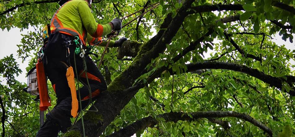 A man in a tree wearing high-vis gear performing some tree pruning services